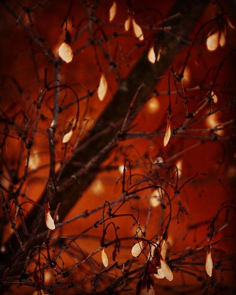 Сказочные огоньки.