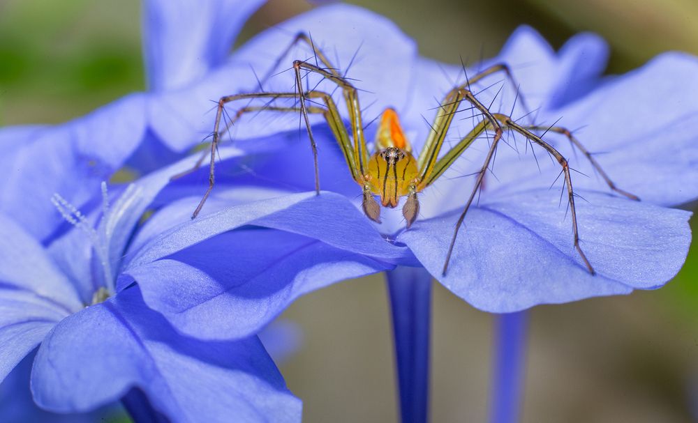 Фотография автора Sasindu Pramuditha