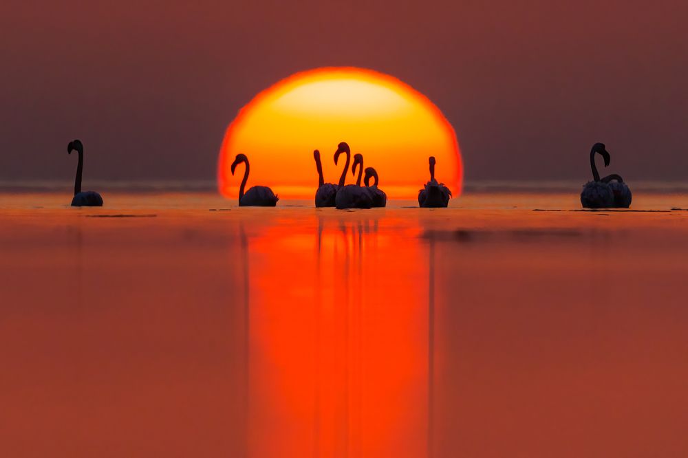 Sunrise with Flamingos