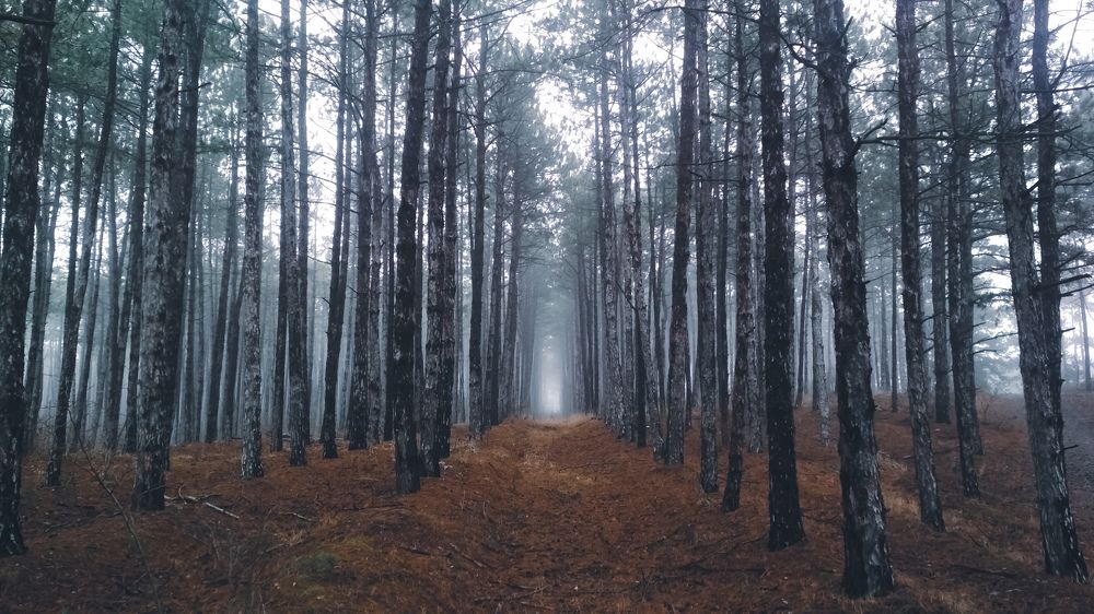 Photograph by Александр Иверша