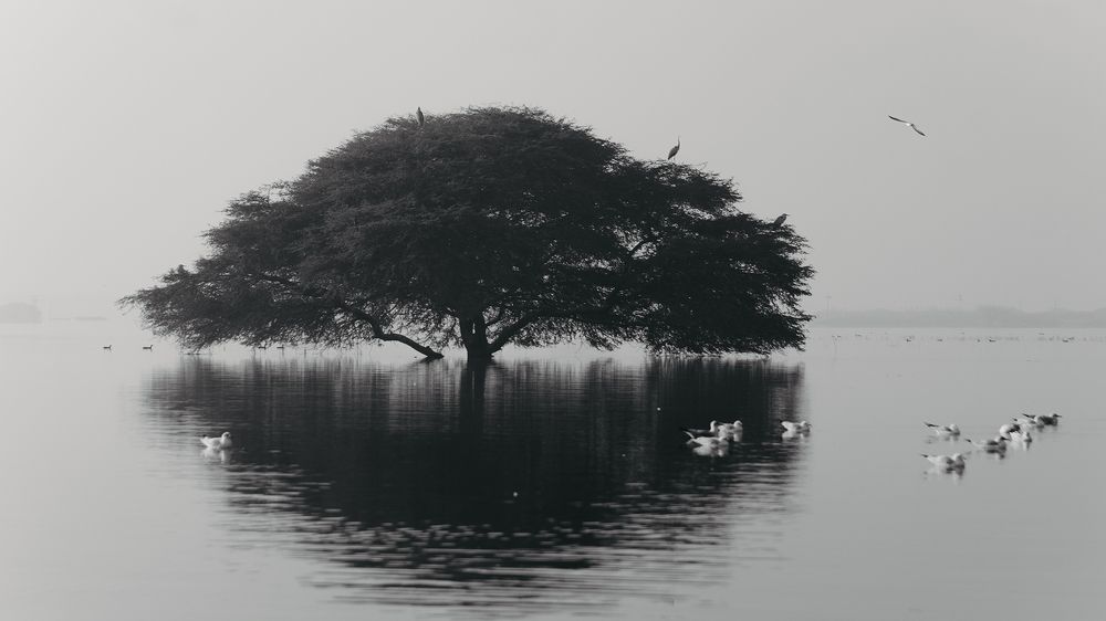 Photograph by Виктория Диксит