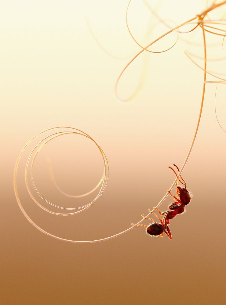 Photograph by Диана Бадмаева