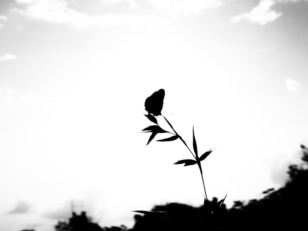 Фотография автора Bharat Ravat