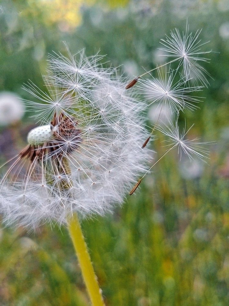 Одуванчики