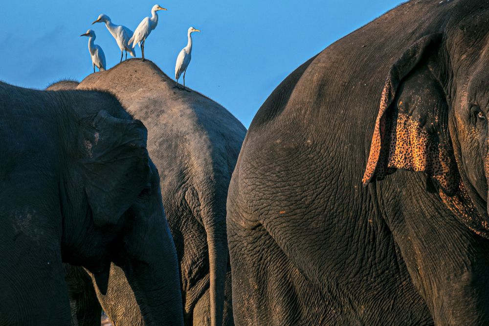 Photograph by Easa Lebbe Muhammed Jamsith