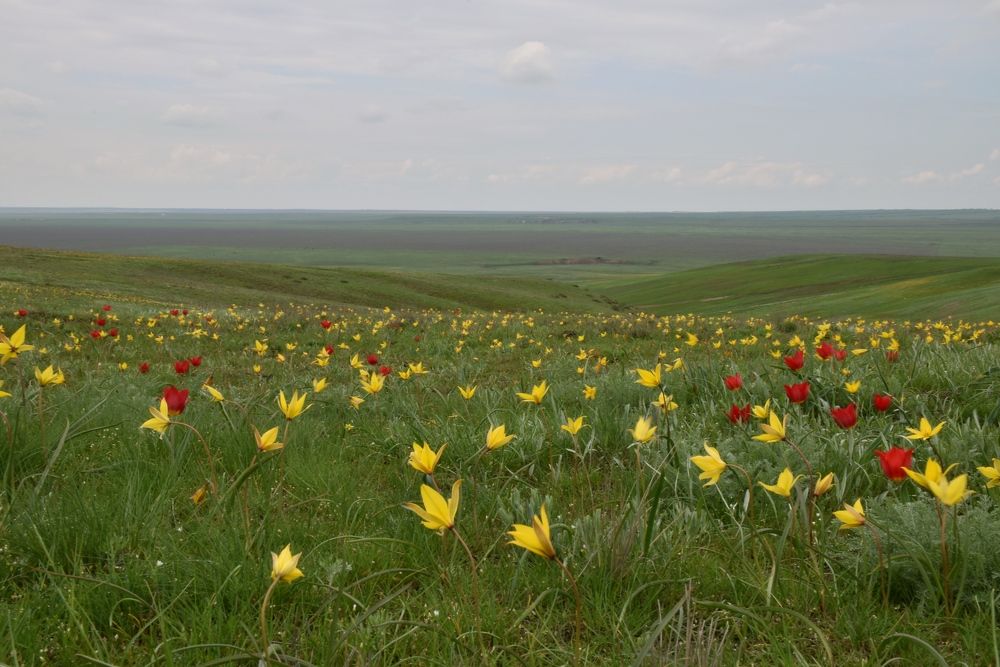 Photograph by Алина Голубева