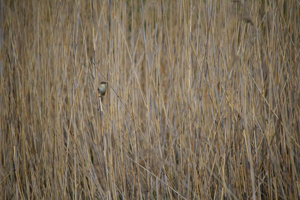 Photograph by Лариса Стрекулева