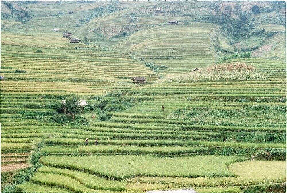 Terraced Rice Fields