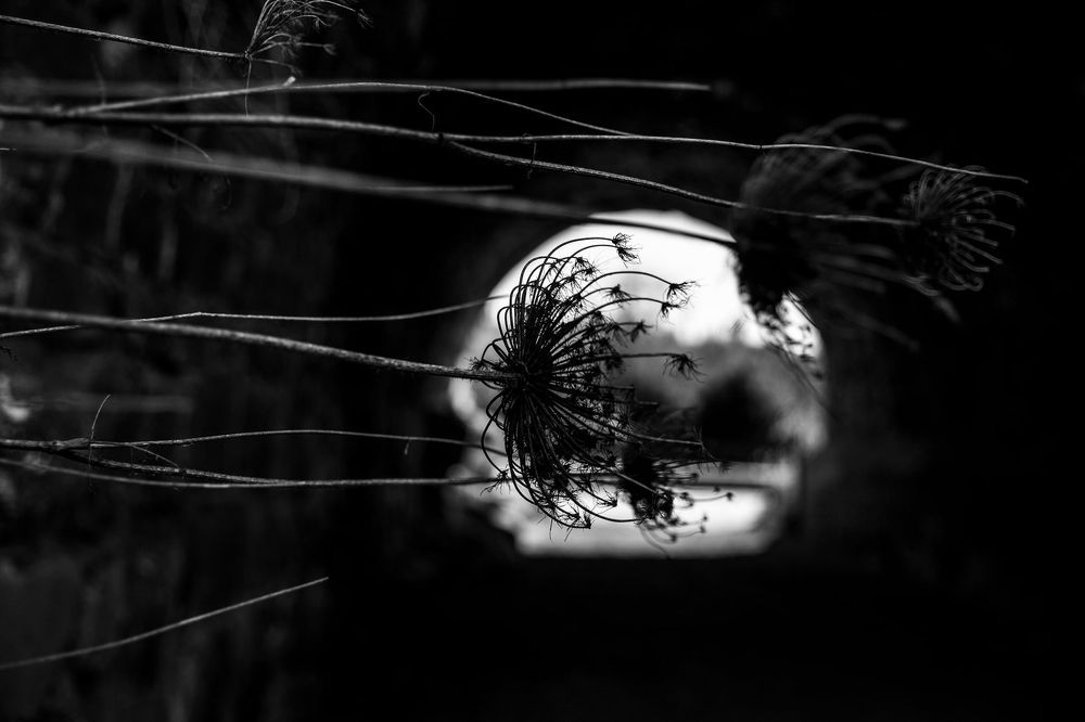 Photograph by marianna chechik