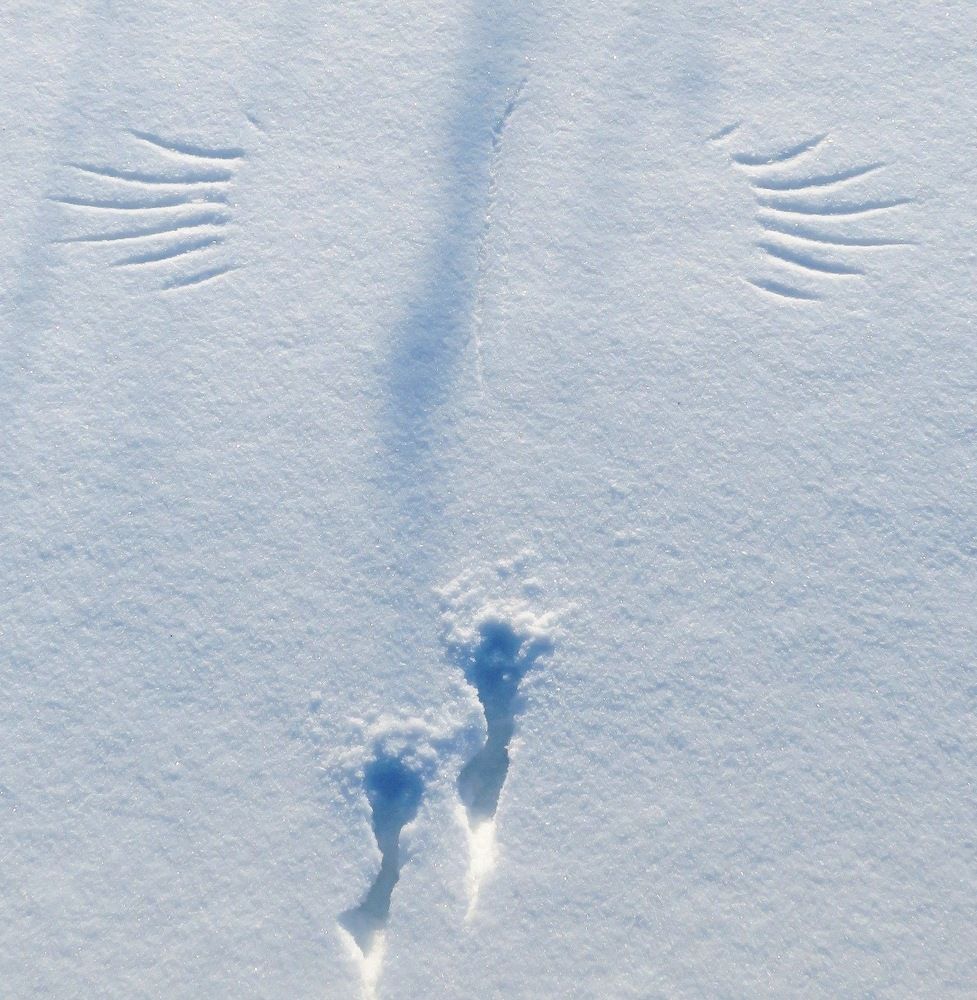 Оставила птичка следы...