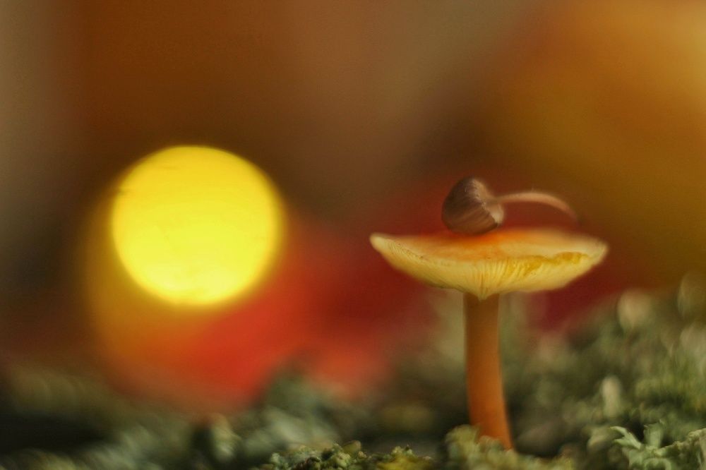 Photograph by Евгения Уманец