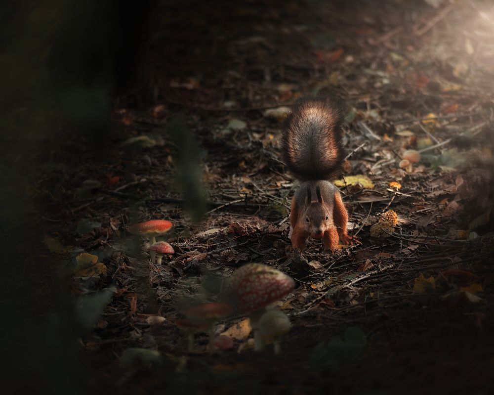 Беличьи истории