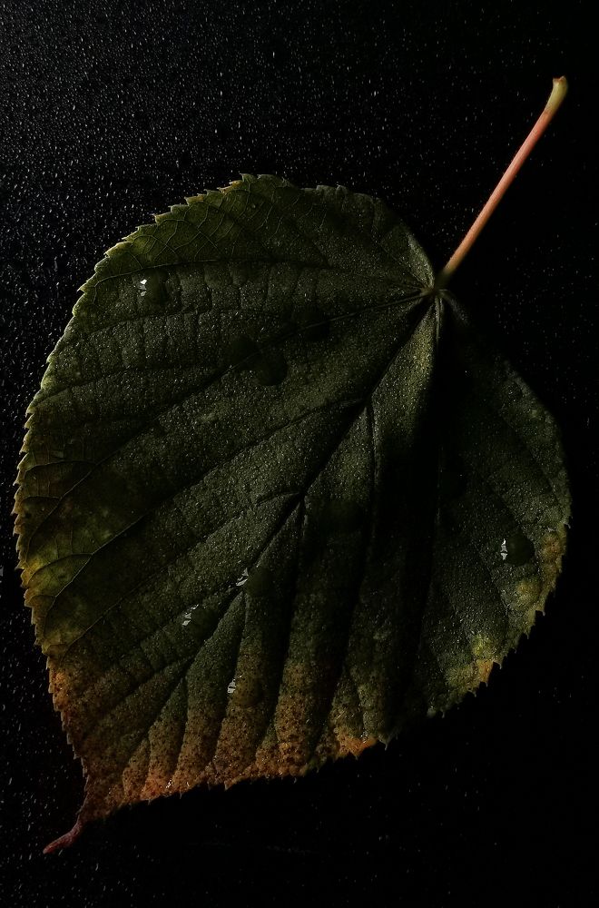 Краски увядающей природы