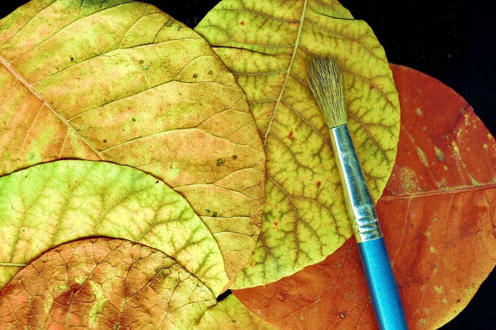 Фотография автора Александр Челмодеев