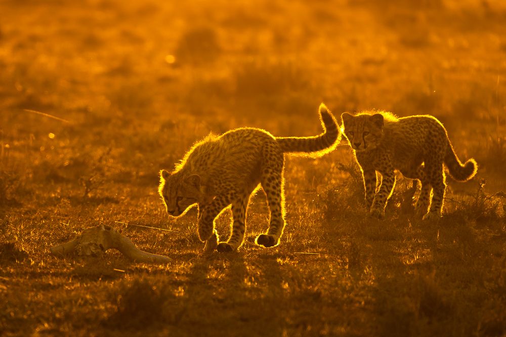 Curious Cheetah Cubs