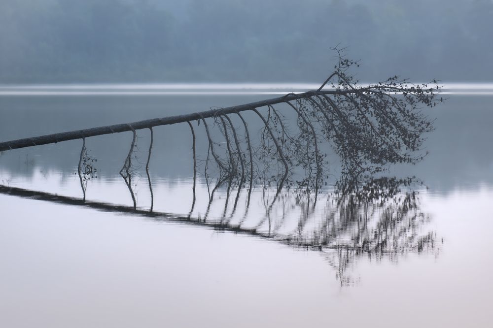 Photograph by Myles Barfield