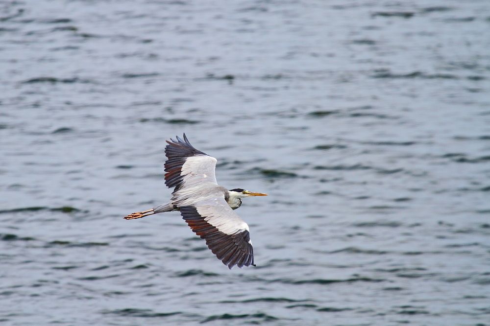 Фотография автора Александр Челмодеев