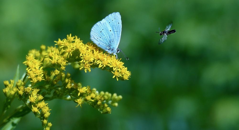 Attention ! je vais te piquer !!
