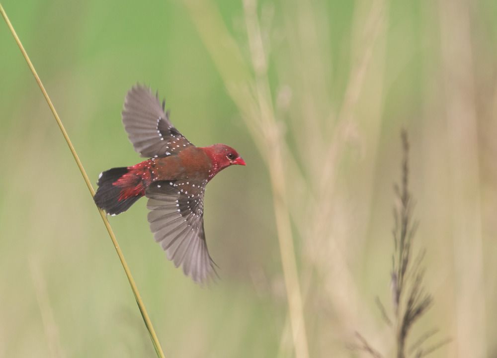 Photograph by Somenath Nandy