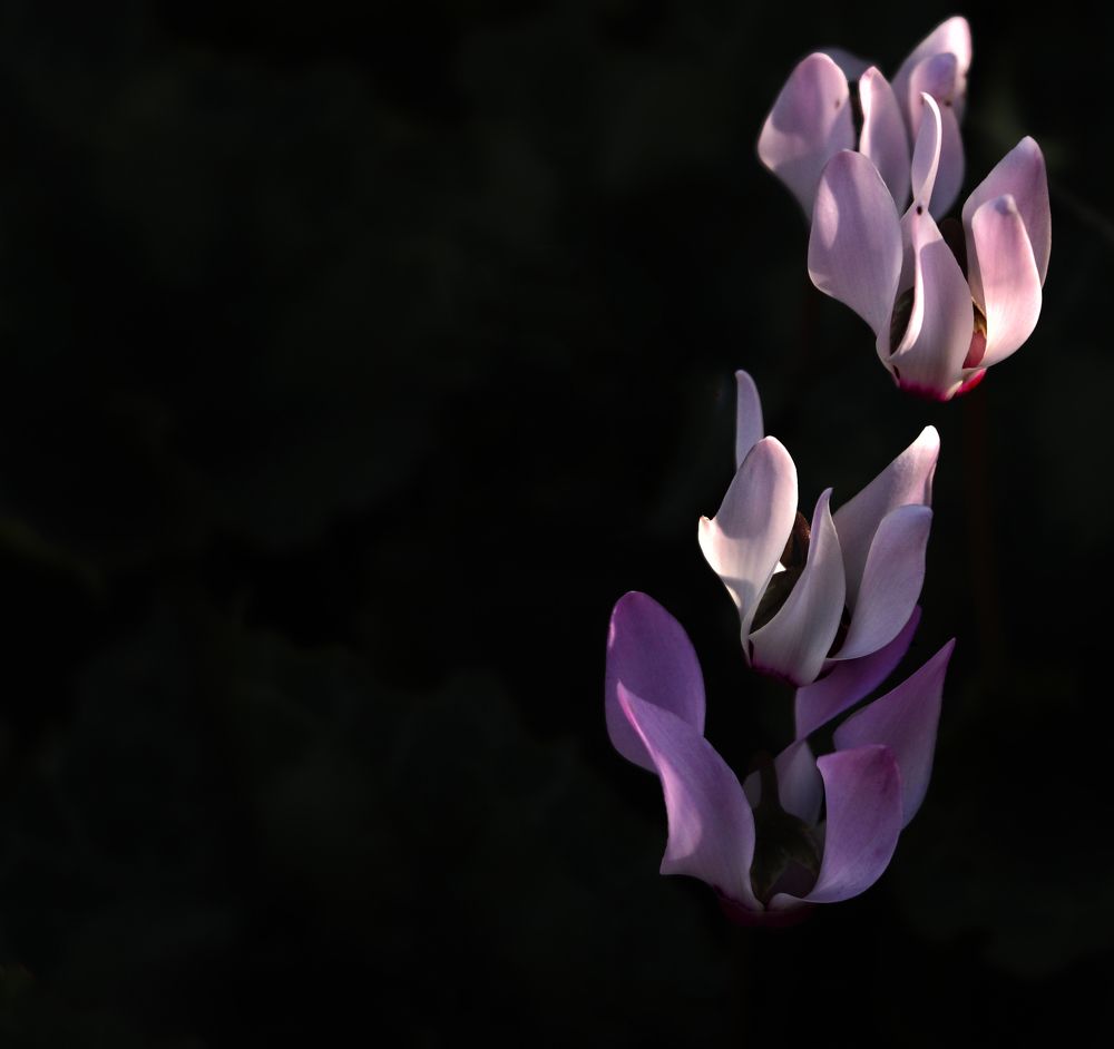 Photograph by Drora Baharal