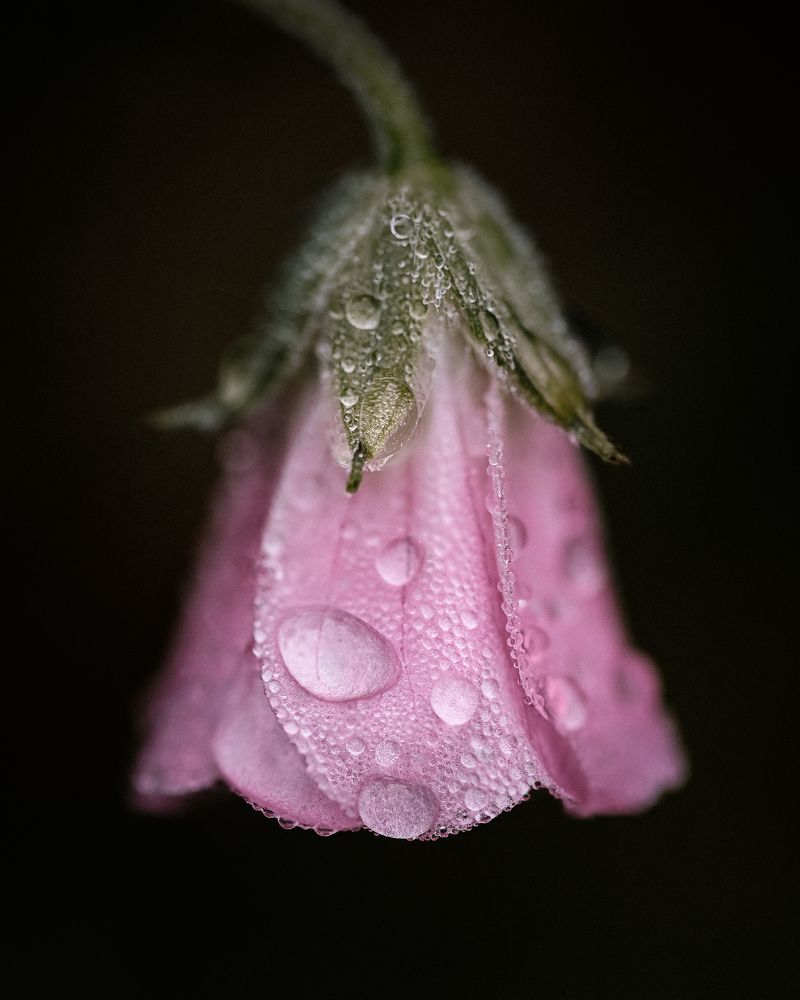 Photograph by Tatiana Dely