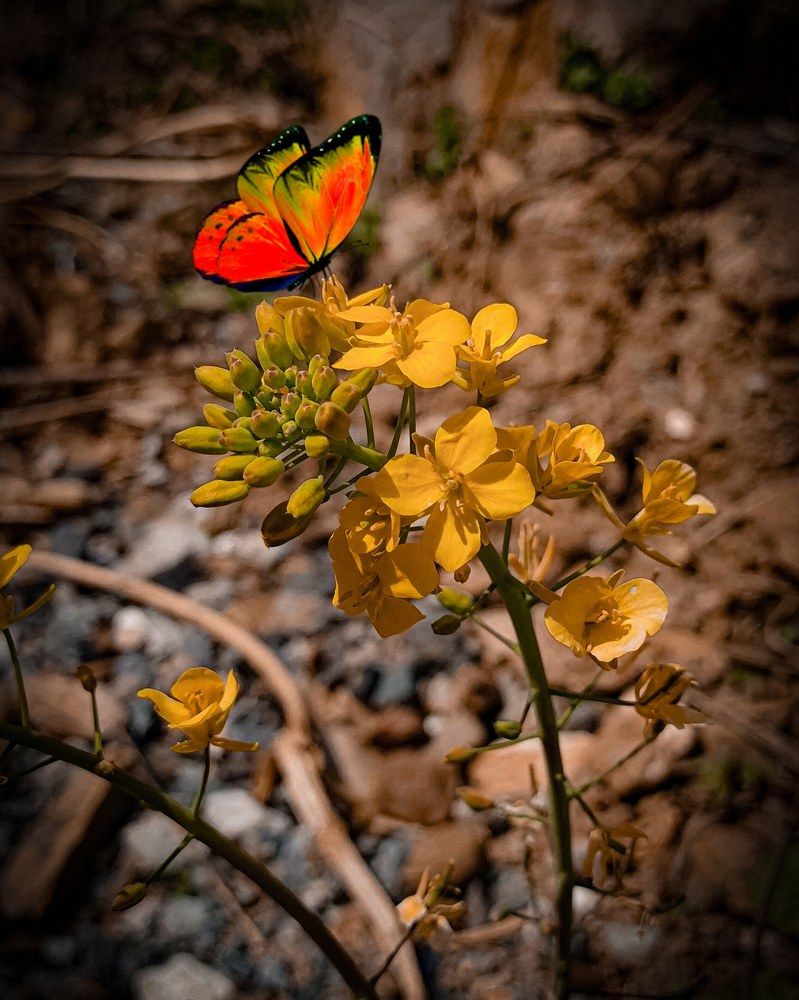 Photograph by Sourav Singh