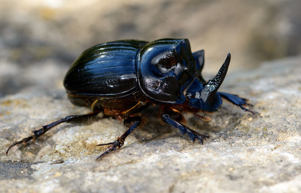 Лунный носорог