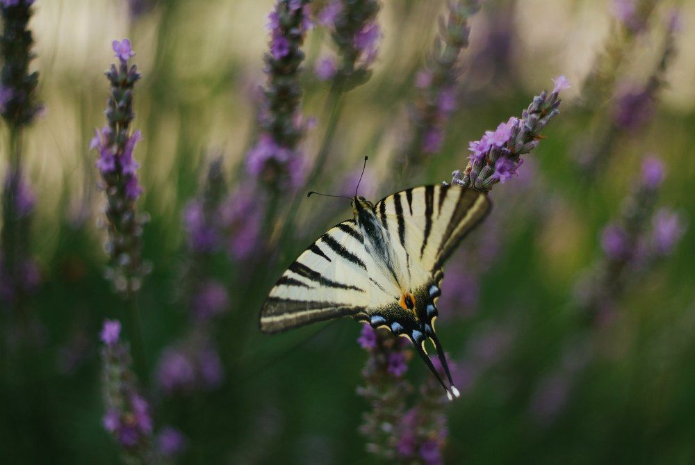 Photograph by Алексей Торопов