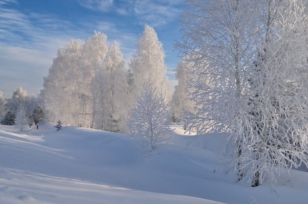 Березки в инее