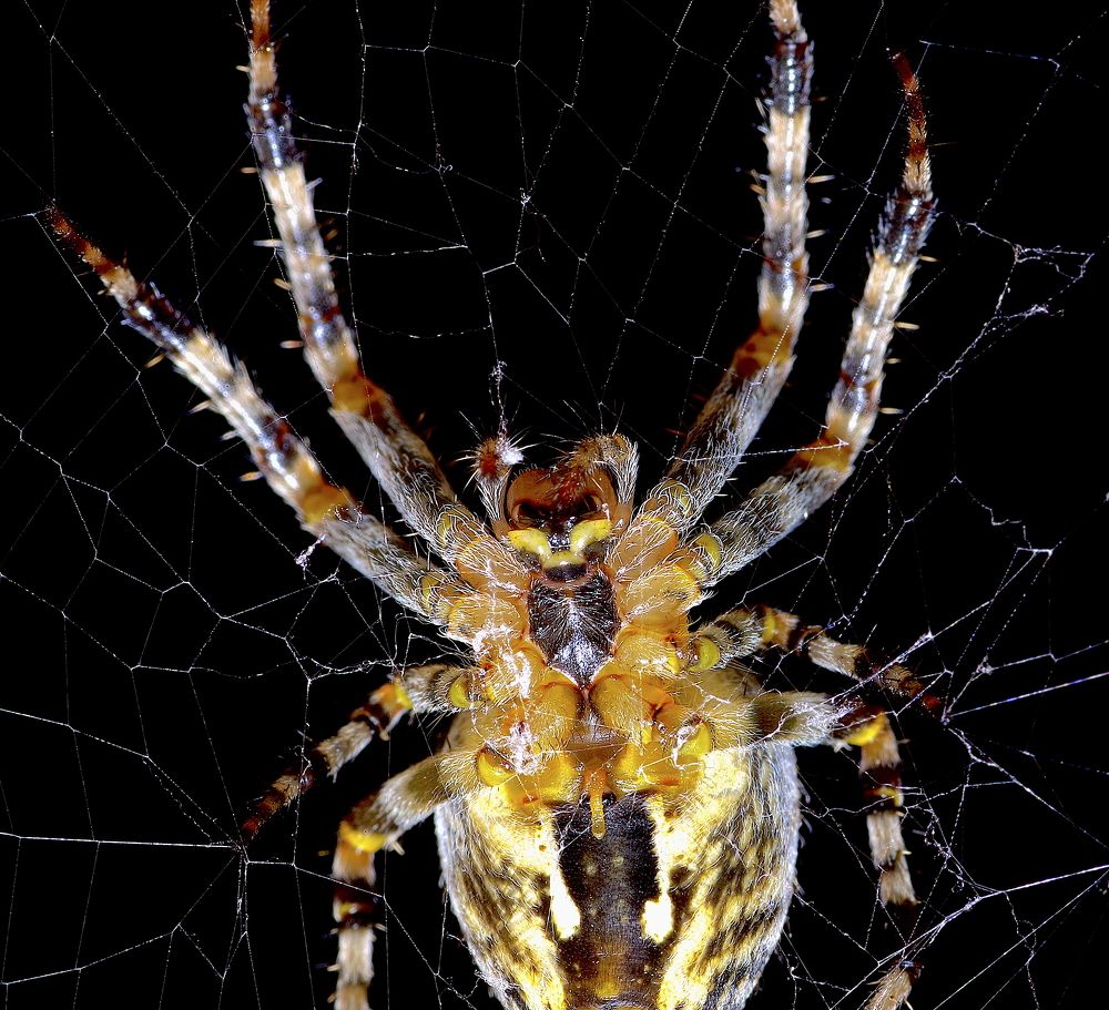 Photograph by Олег Китаев