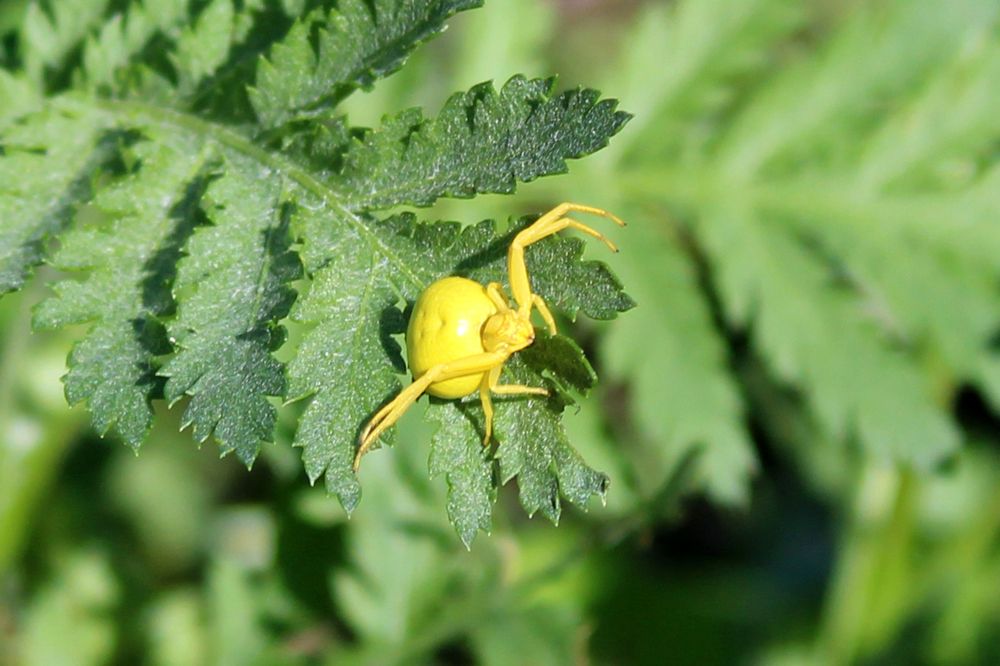 Любитель пижмы