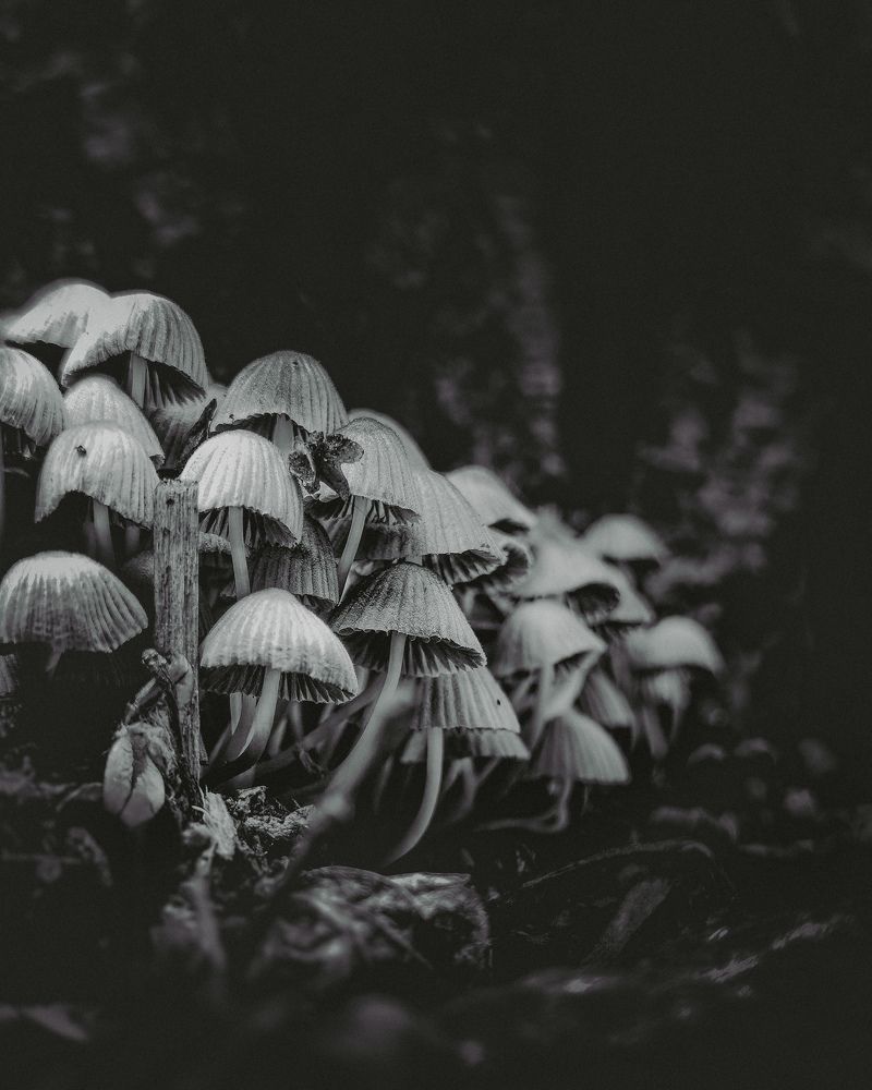 Photograph by Алексей Степаненко