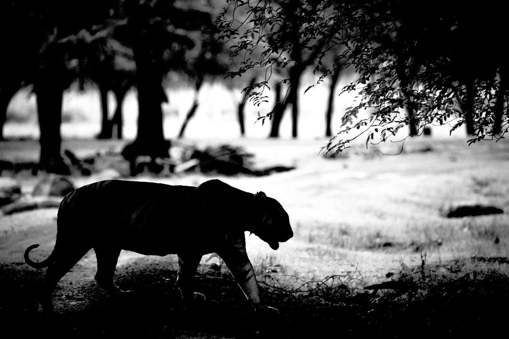 Photograph by Nitin Baste