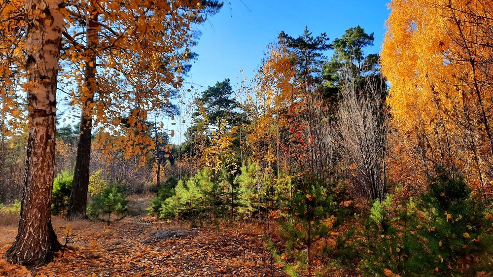 Photograph by Котельникова Татьяна