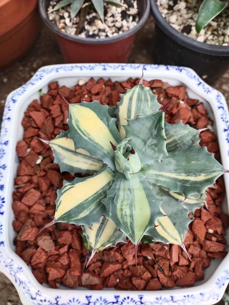 Agave Isthmensis Verigated