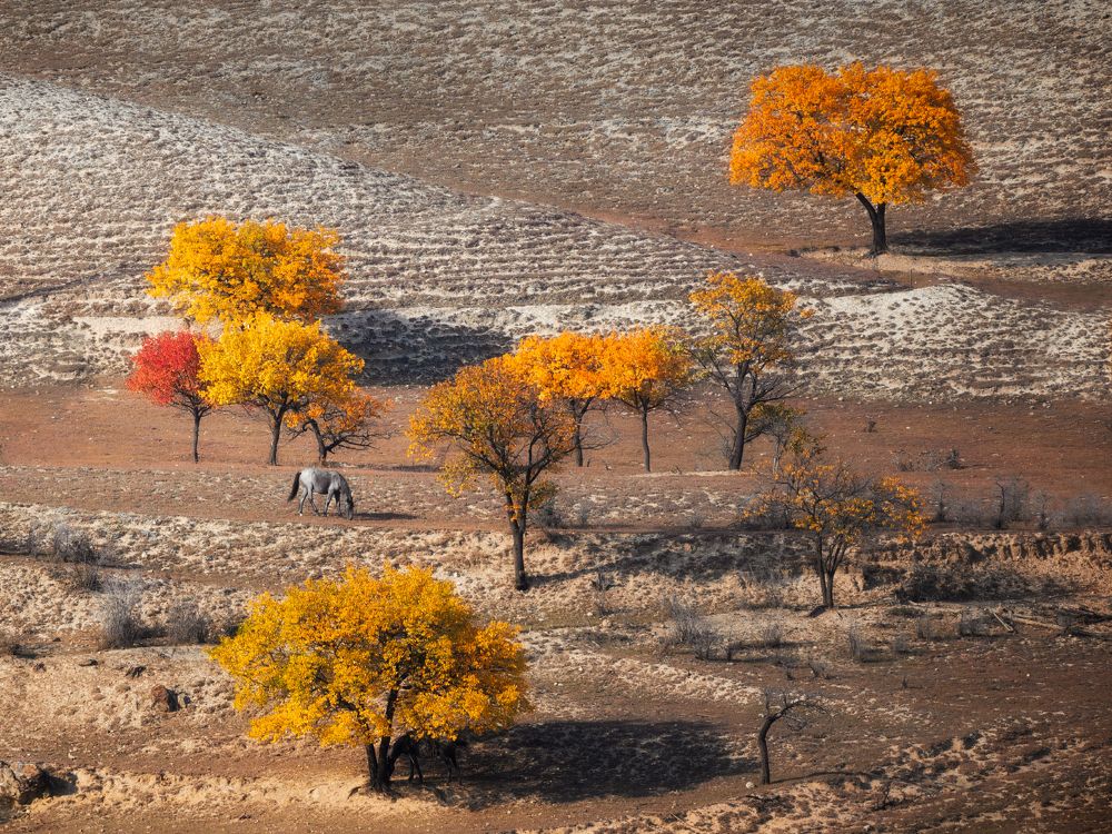 Про осень и серую лошадь