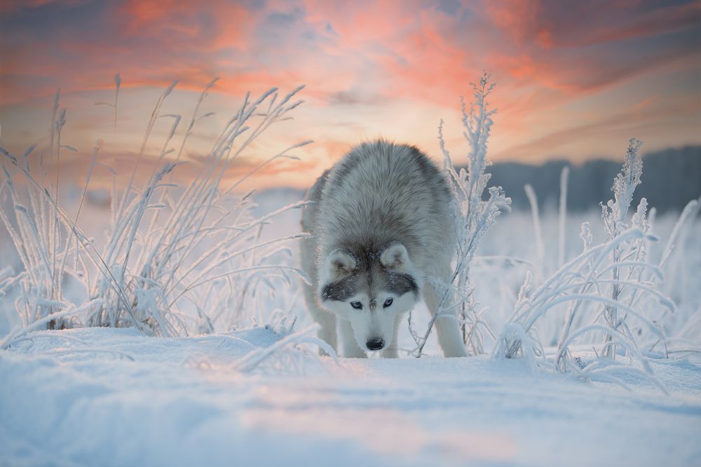 Photograph by Светлана Писарева