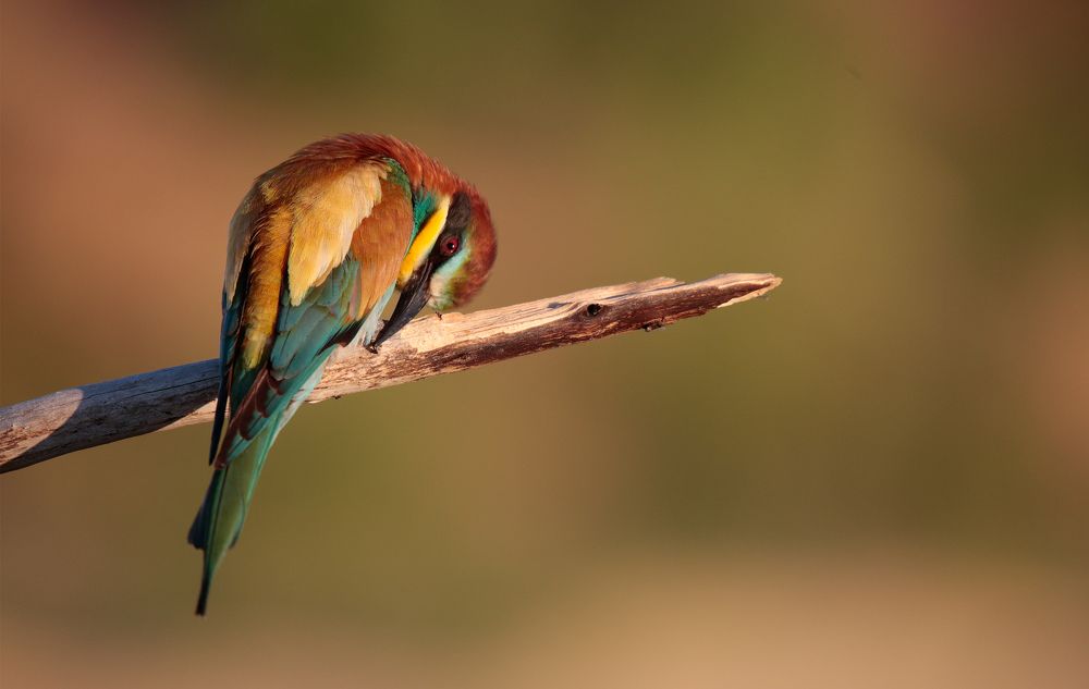 Photograph by Джамалдаев Руслан