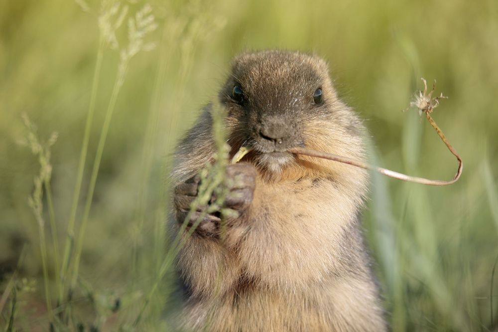Photograph by Джамалдаев Руслан
