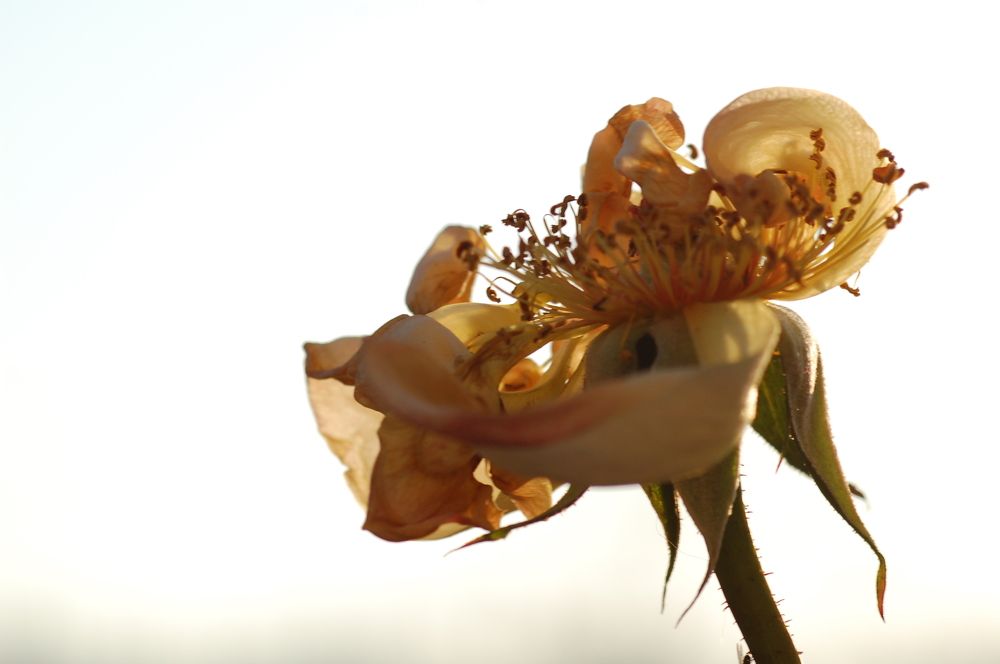 Фотография автора Ася Бабушкина