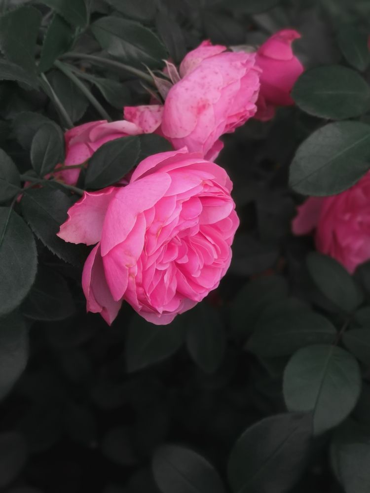 Photograph by Анна Бобкова