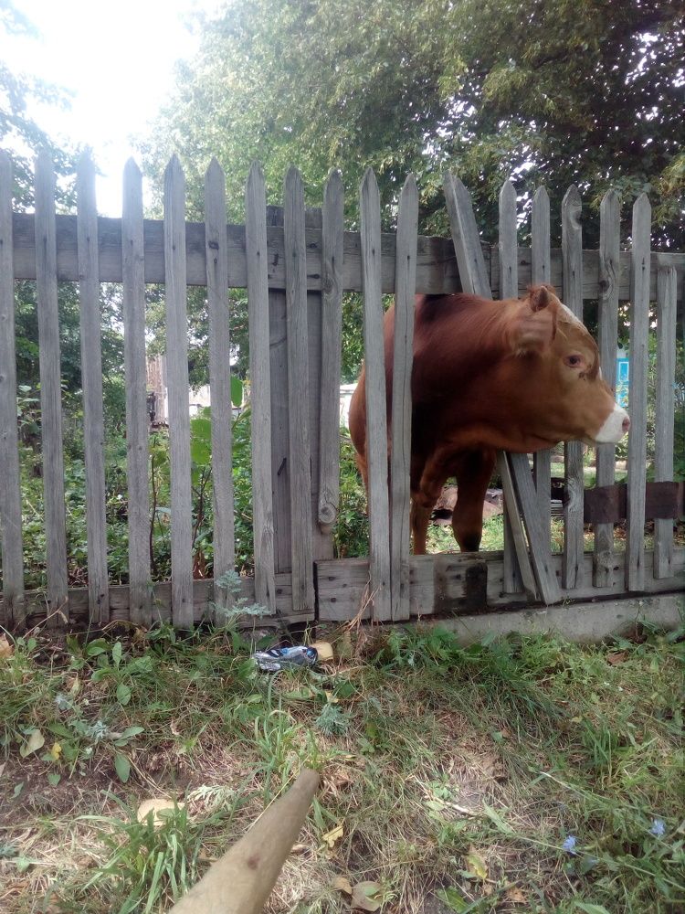 Photo #7291662