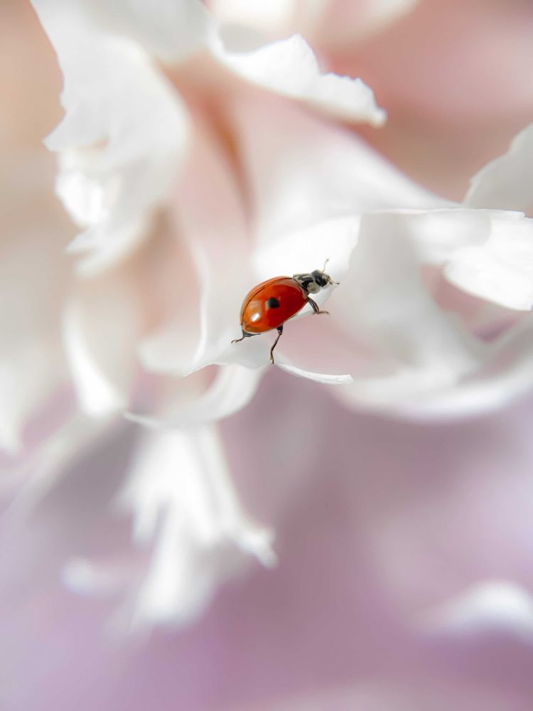 Photograph by Анна Бобкова