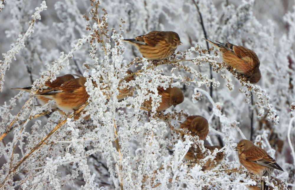 Коноплянки. Common linnet.