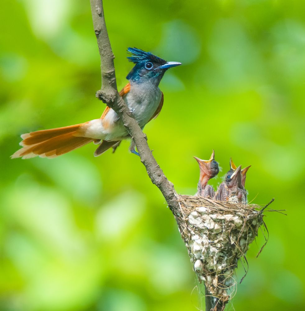 Photograph by Saikat Das