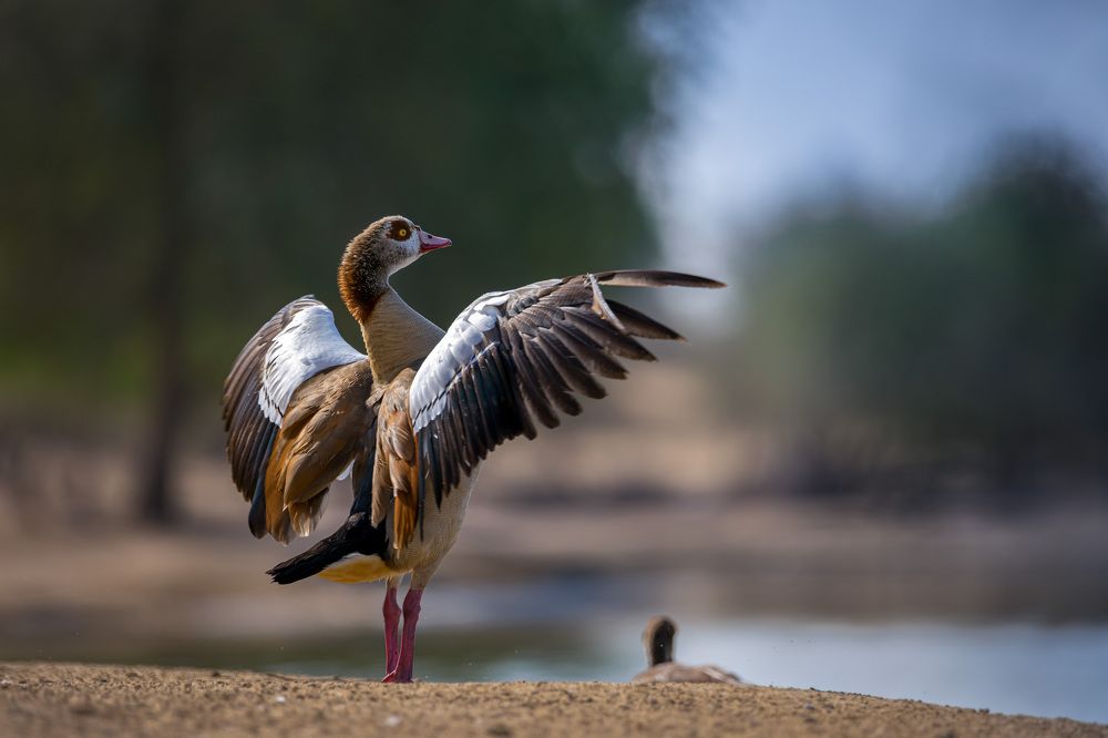 We can Compose Music Too....!!!