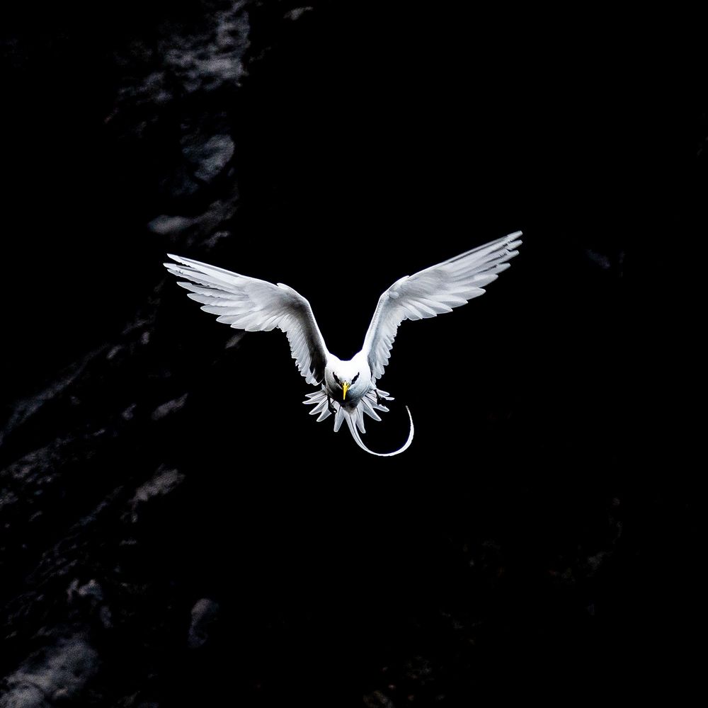 Paille en queue - île de la Réunion