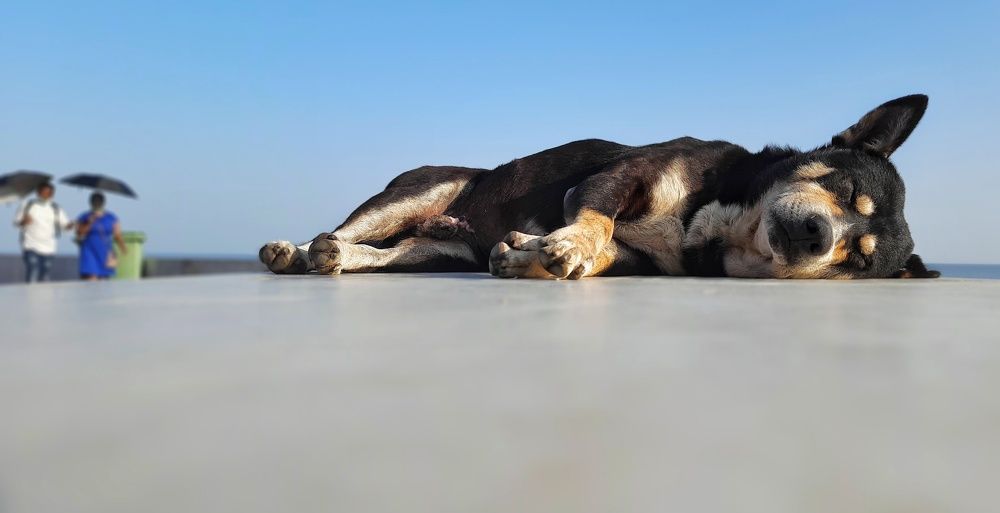 Photograph by Subrata Parui