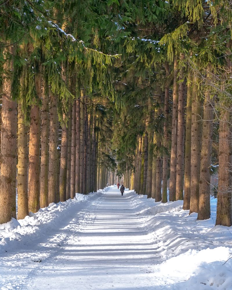 Еловая аллея. Spruce alley.