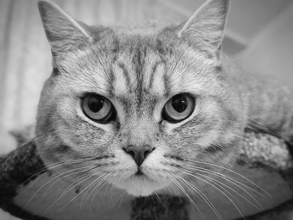 Фотография автора Evgeniya KHOKHLOVA